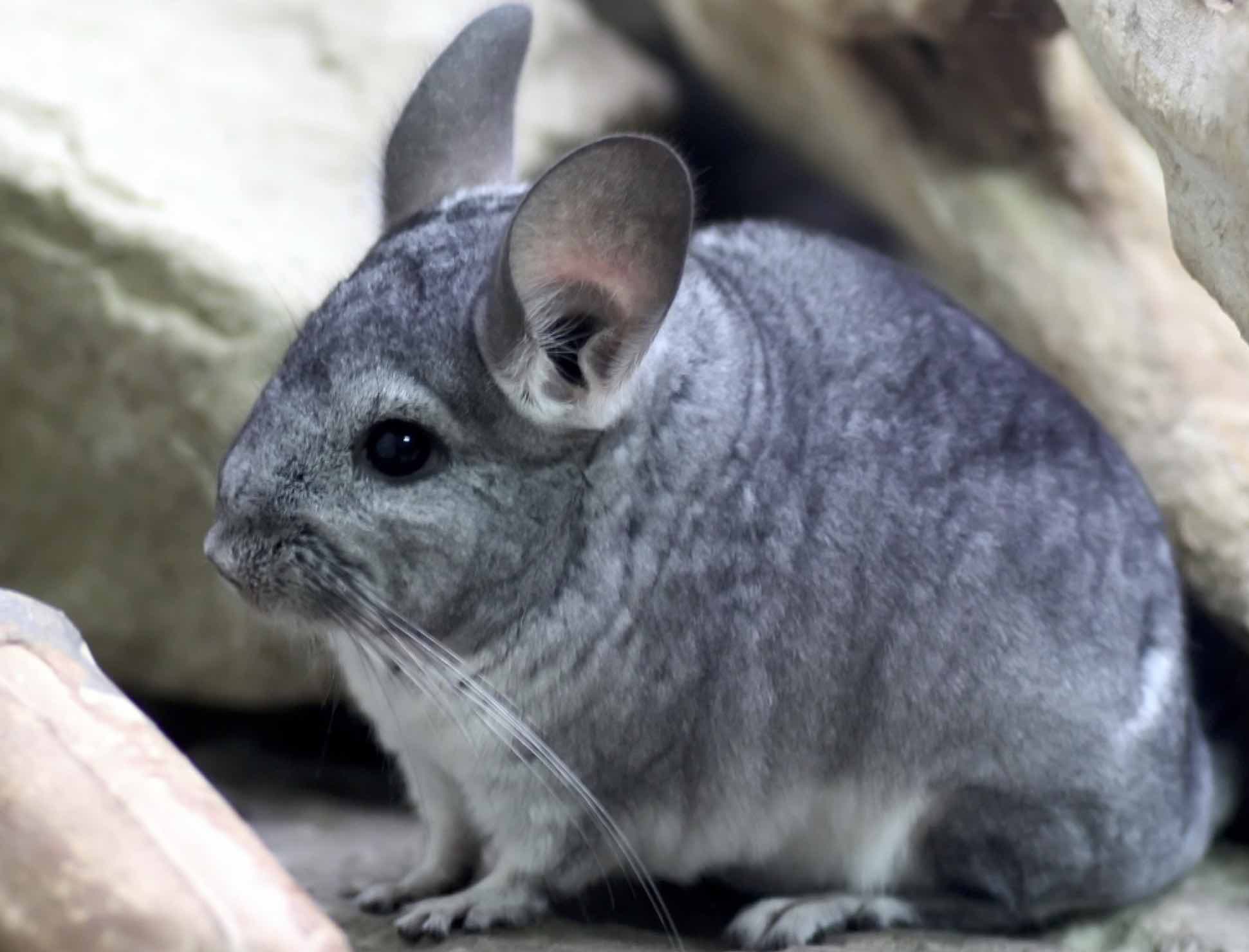 Chinchilla