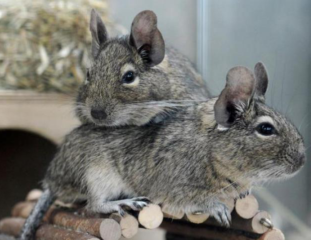 Degu