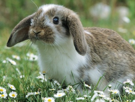 Kaninchen