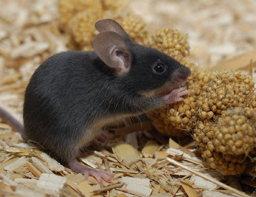 Maus