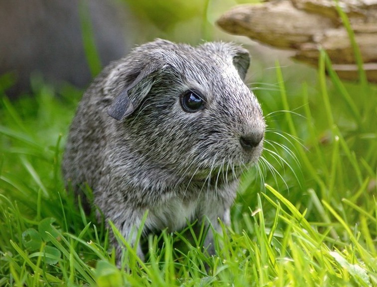 Meerschweinchen