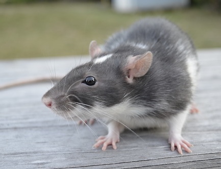 Ratte
